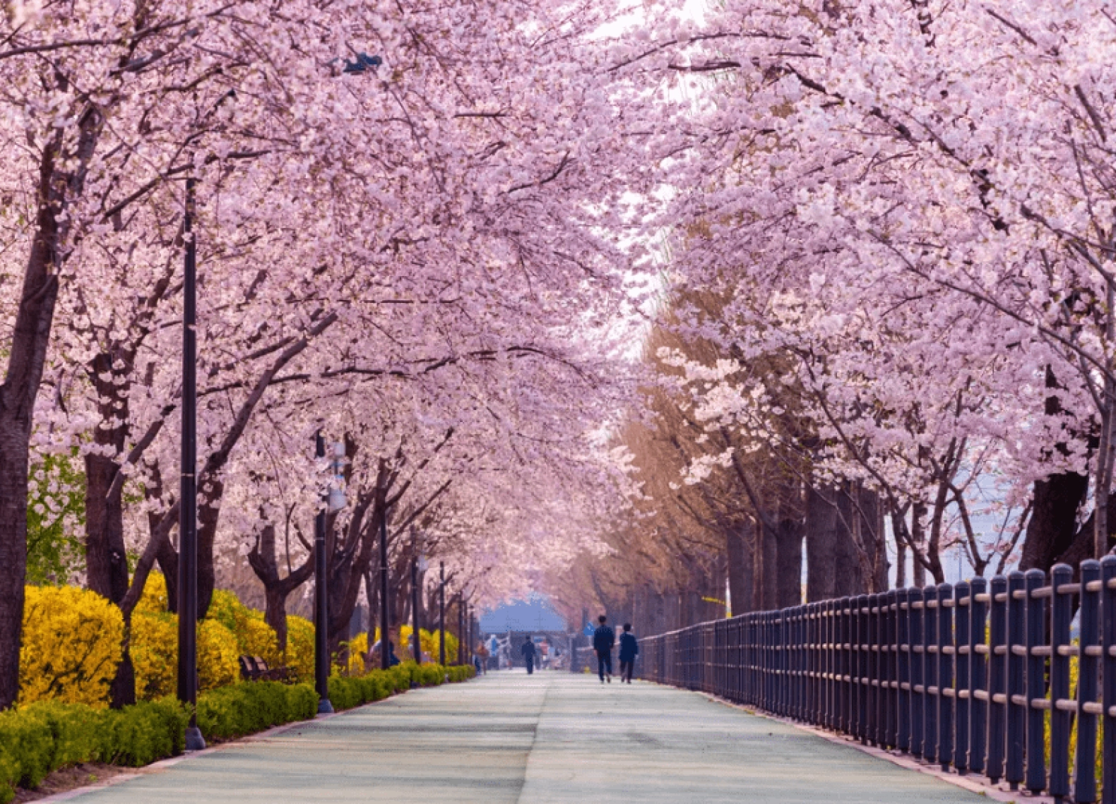 [Tour Hàn Quốc tháng 3] Ngắm hoa anh đào Yeouido (08/03/2025)