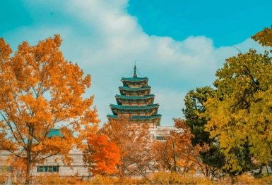 [Tour Hàn Quốc tháng 11] Mùa thu Seoul - Nami - Everland (18/11/2026)