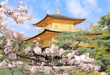 [Tour Nhật Bản CĐV tháng 4] Khám phá mùa hoa anh đào (14/04/2026)