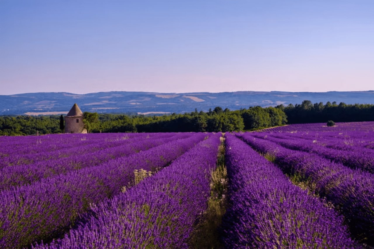 Cao nguyên Sault sở hữu các cánh đồng lavender đẹp bậc nhất tại Pháp