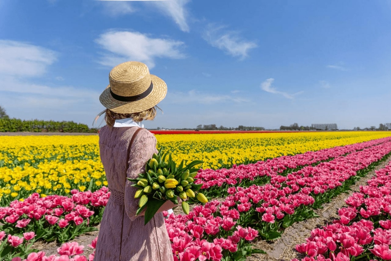Hà Lan mùa xuân với những cánh đồng hoa Tulip bạt ngàn