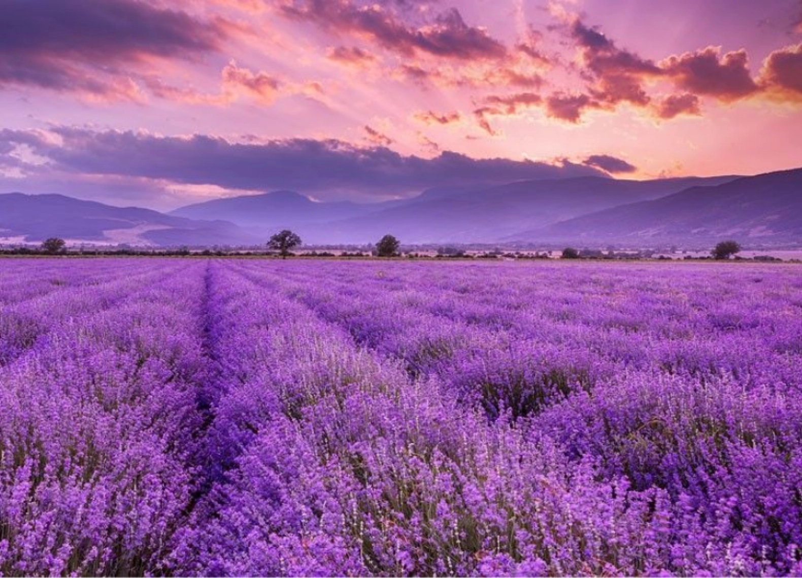 [Du lịch Anh Quốc tháng 6] Khám phá mùa hoa Lavender (19/06/2024)