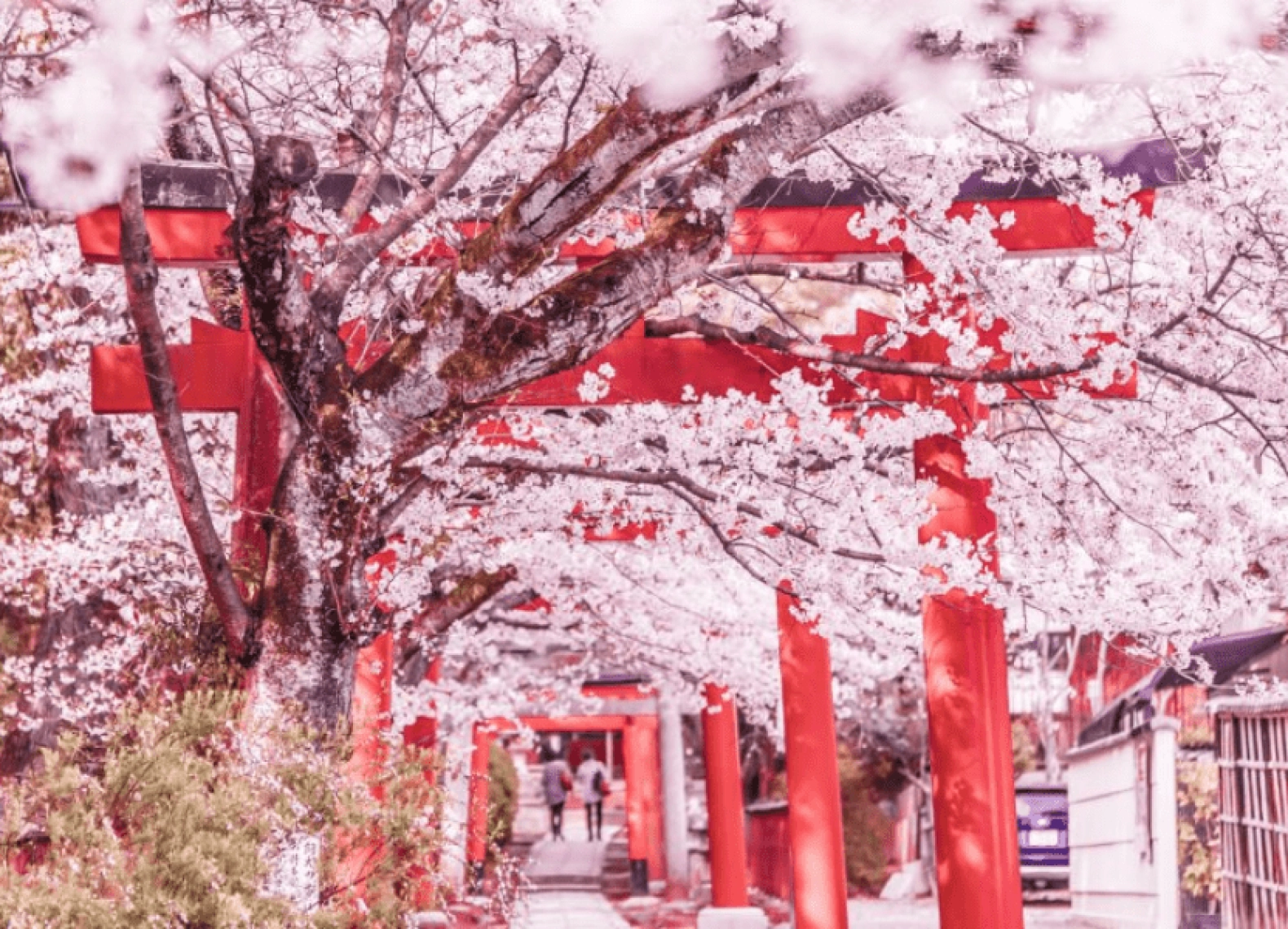 [Tour Nhật Bản CĐV tháng 4] Mùa hoa anh đào Osaka - Tokyo (05/04/2026)