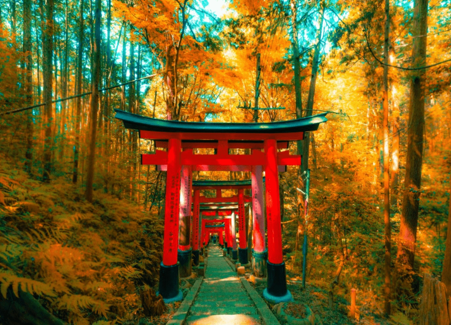 [Tour Nhật Bản CĐV tháng 11] Osaka - Kyoto - Nagoya - Phú Sĩ - Tokyo (18/11/2025)
