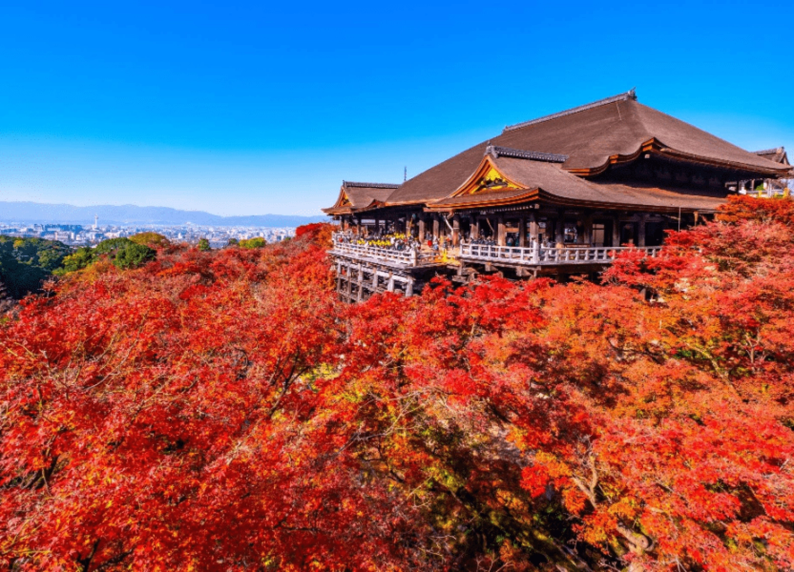 [Tour Nhật Bản CĐV tháng 10] Tokyo - Phú Sĩ - Nagoya - Kyoto - Osaka mùa lá đỏ (29/10/2025)