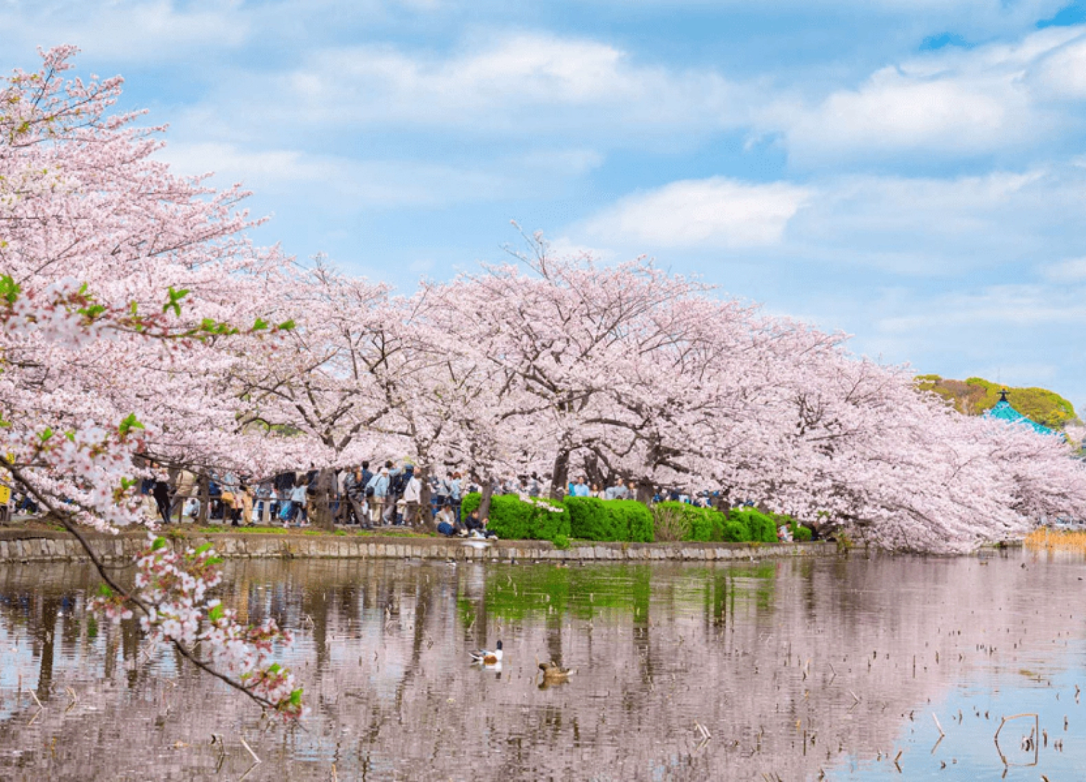 [Tour Nhật Bản CĐV tháng 3] Trải nghiệm mùa hoa anh đào (30/03/2026)