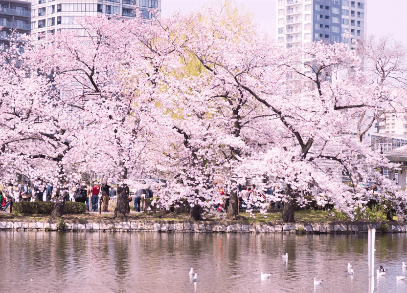 [Tour Nhật Bản CĐV tháng 3] Du lịch mùa hoa anh đào Osaka - Tokyo (28/03/2026)