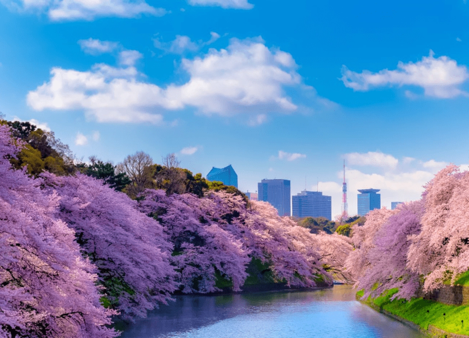 [Tour Nhật Bản CĐV tháng 3] Khám phá mùa hoa anh đào (22/03/2026)