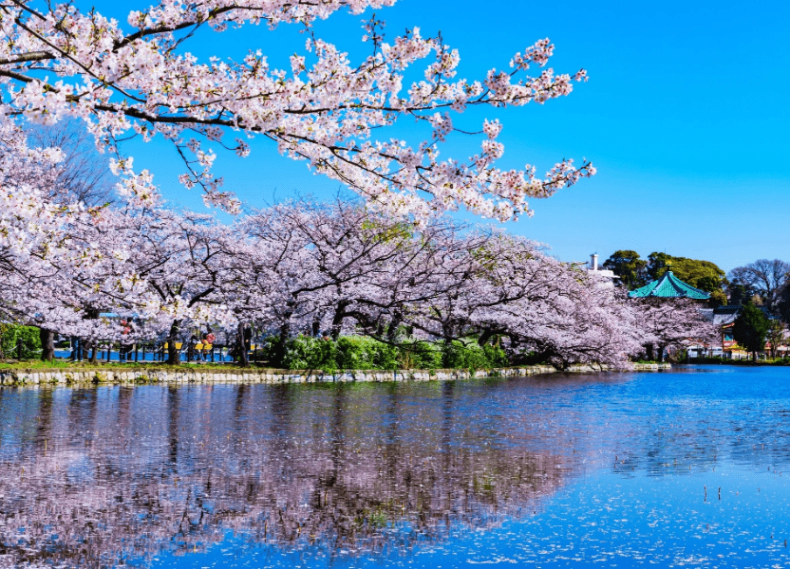 [Tour Nhật Bản CĐV tháng 3] Trải nghiệm mùa hoa anh đào Osaka - Tokyo (30/03/2026)