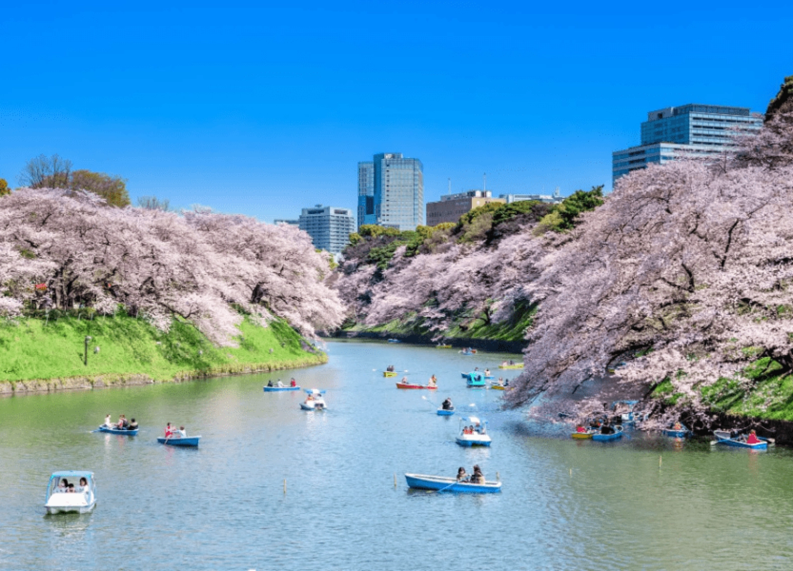 [Tour Nhật Bản CĐV tháng 4] Khám phá Nhật Bản mùa hoa anh đào (08/04/2026)