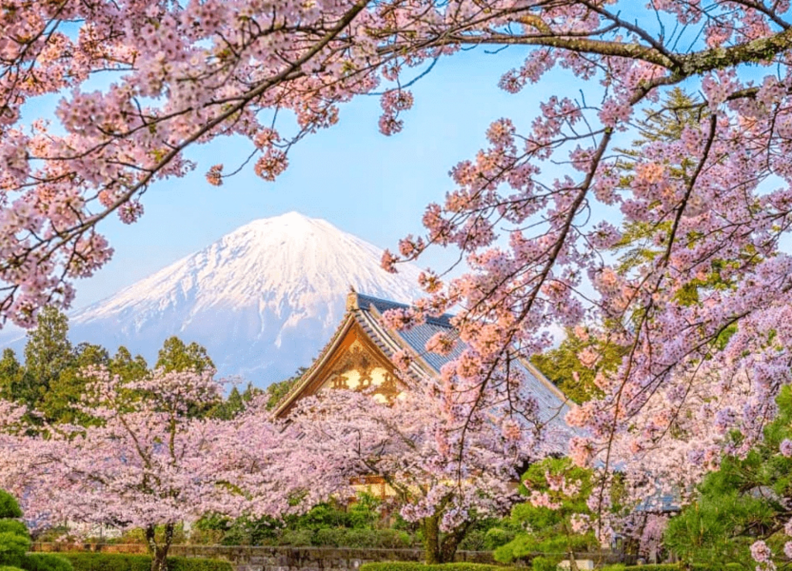 [Tour Nhật Bản CĐV tháng 3] Trải nghiệm mùa hoa anh đào (30/03/2026)