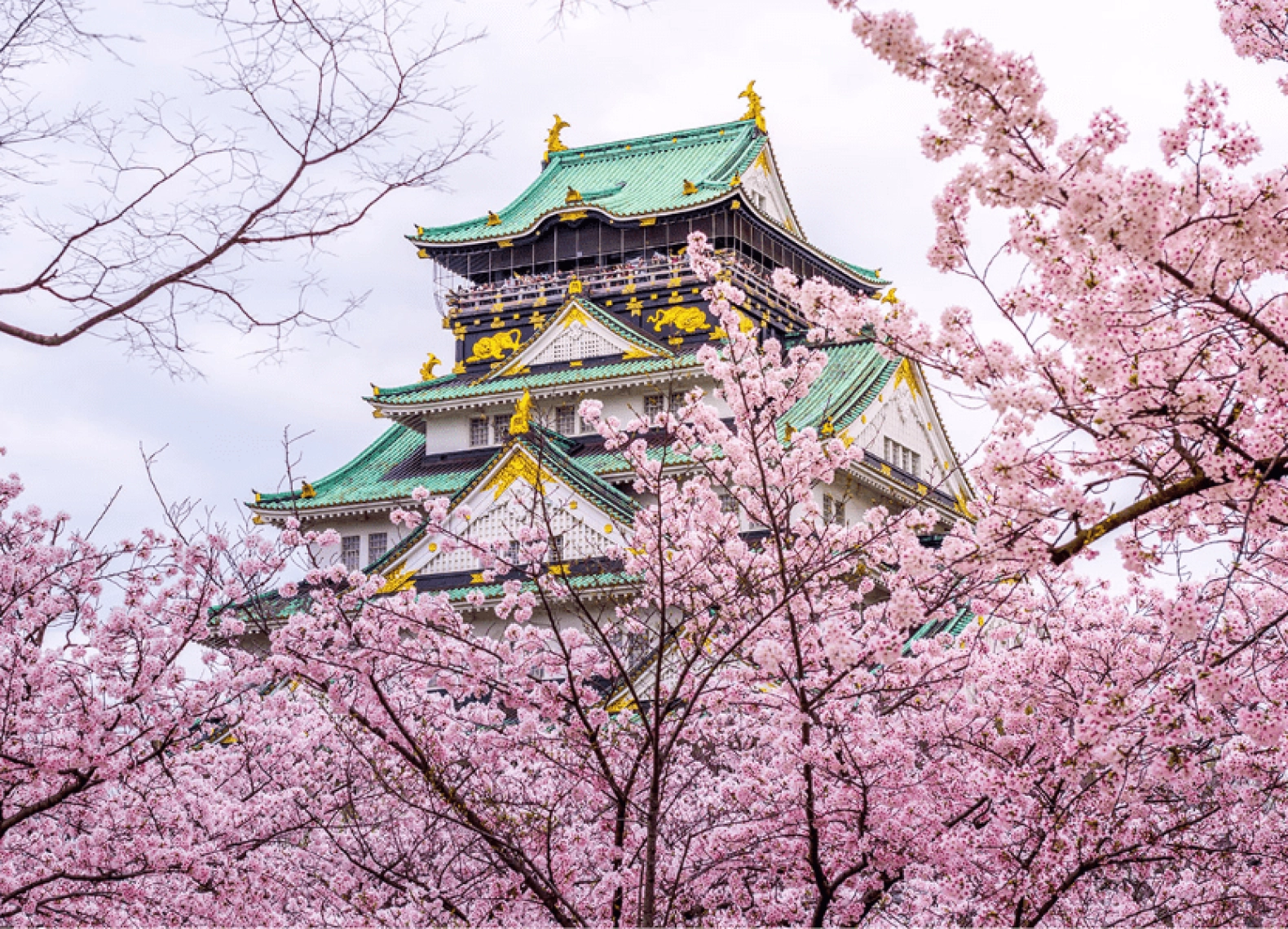 [Tour Nhật Bản CĐV tháng 3] Rực rỡ mùa hoa anh đào (10/03/2026)