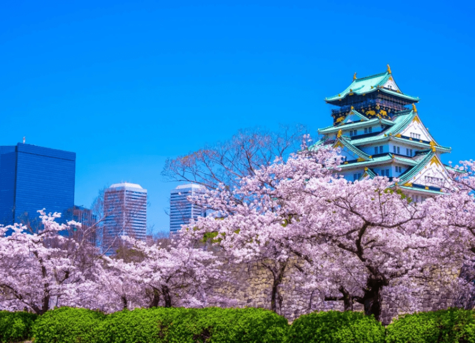 [Tour Nhật Bản CĐV tháng 3] Mùa hoa anh đào Osaka - Tokyo (28/03/2026)