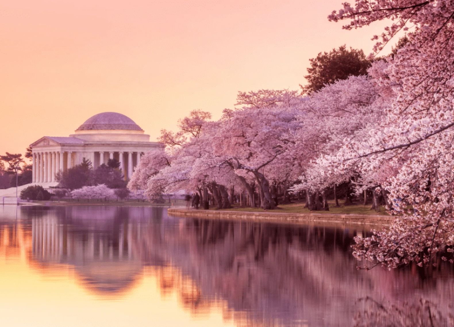 [Tour Mỹ liên tuyến tháng 4] Mùa hoa anh đào Đông Tây Hoa Kỳ (05/04/2026)