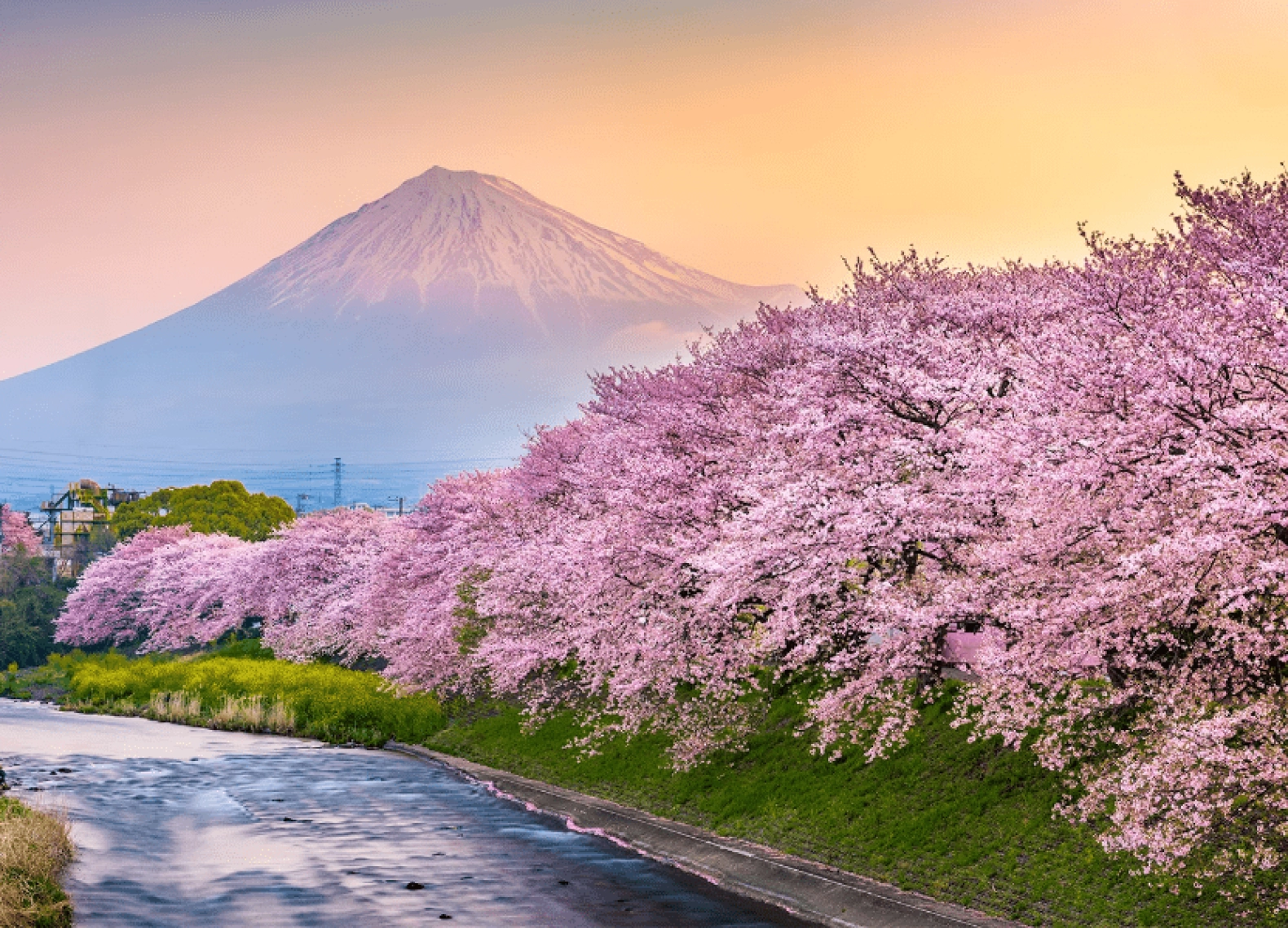 [Tour Nhật Bản CĐV tháng 3] Mùa hoa anh đào Osaka - Tokyo (29/03/2026)
