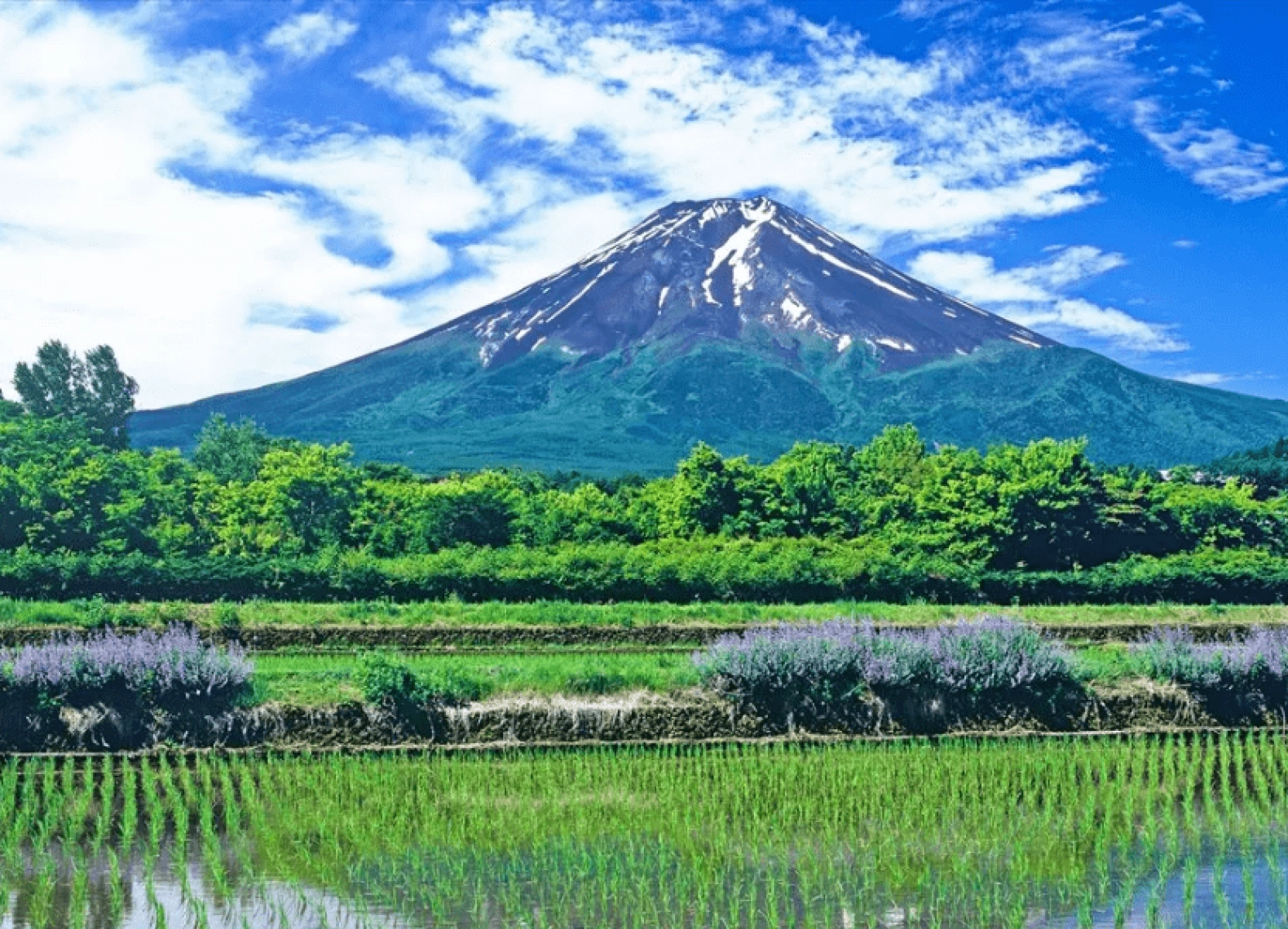[Tour Nhật Bản CĐV tháng 7] Tham quan Tokyo - Phú Sĩ - Nagoya - Kyoto - Osaka (29/07/2025)
