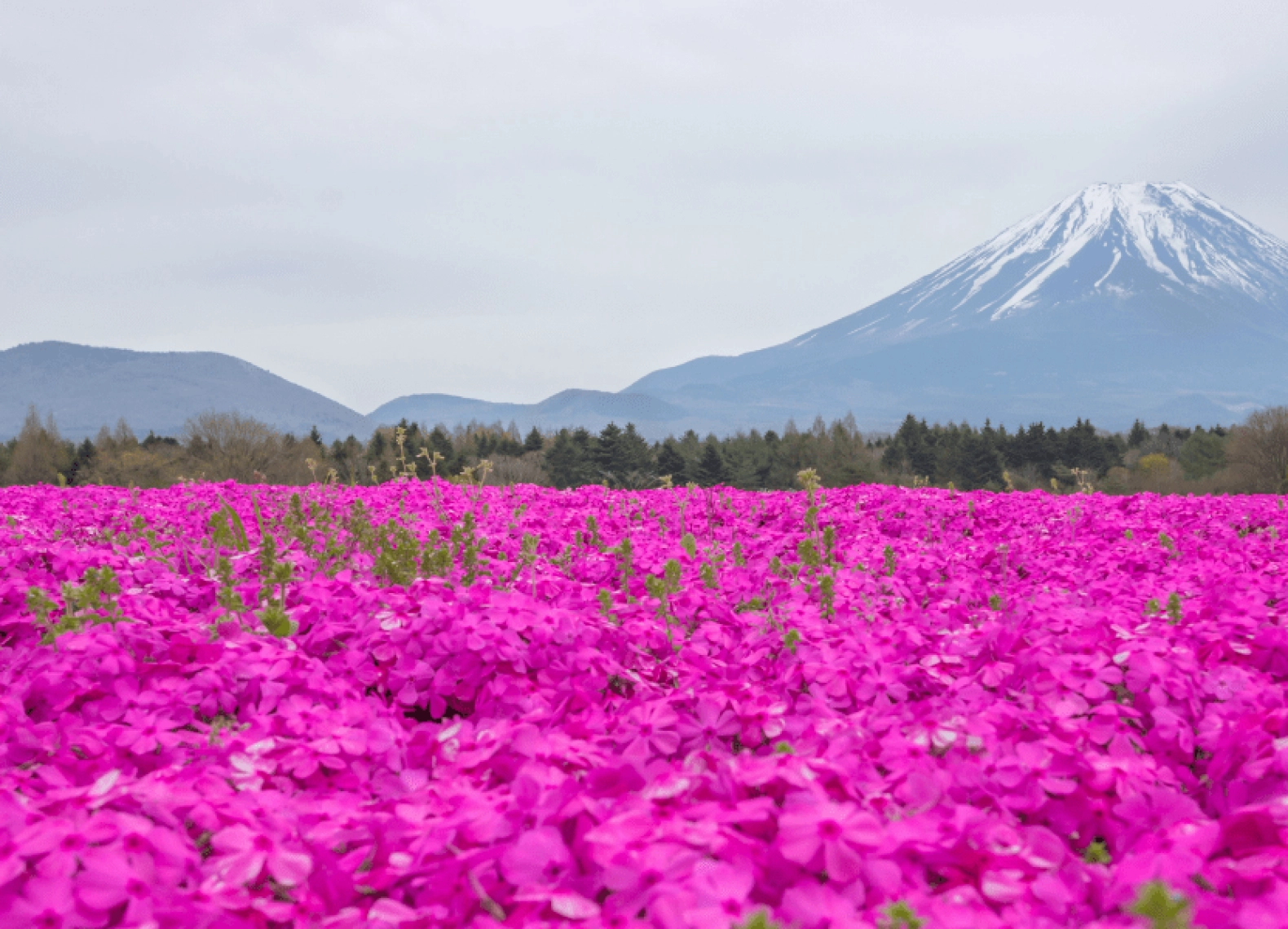 [Tour Nhật Bản CĐV tháng 9] Mùa hoa Cosmo Osaka - Kyoto - Nagoya - Phú Sĩ - Tokyo (23/09/2025)