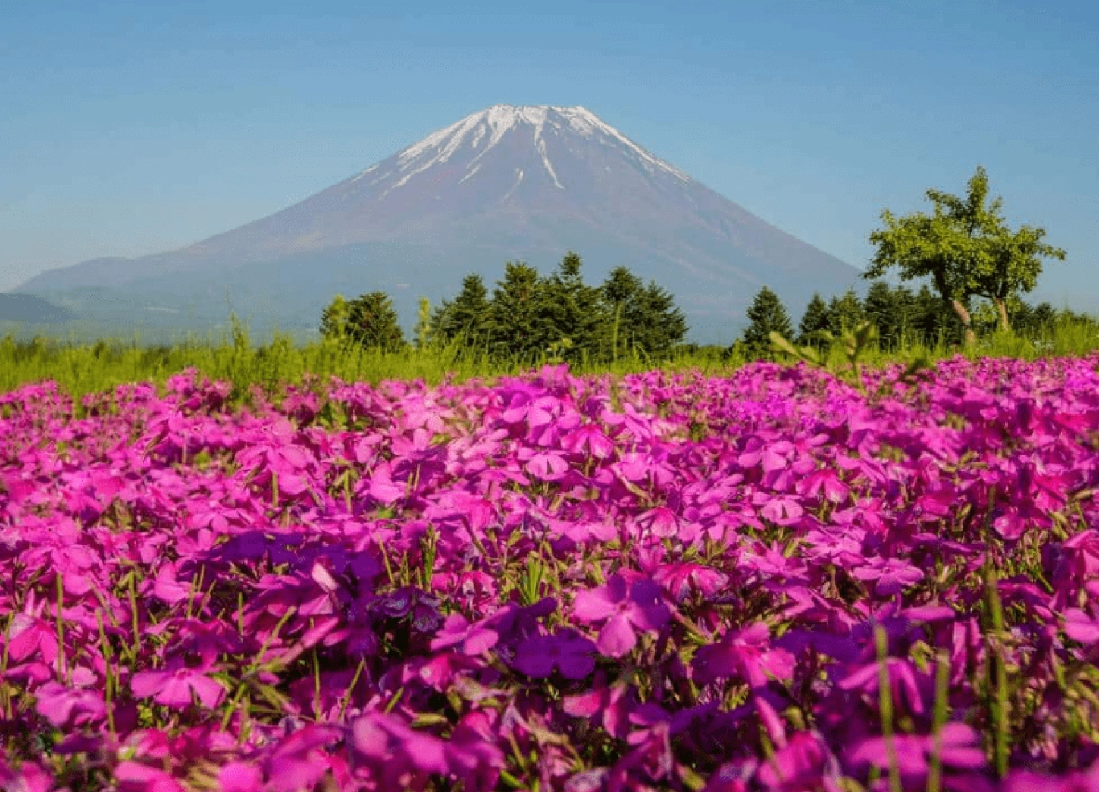 [Tour Nhật Bản CĐV tháng 9] Osaka - Kyoto - Nagoya - Phú Sĩ - Tokyo mùa hoa Cosmo (16/09/2025)