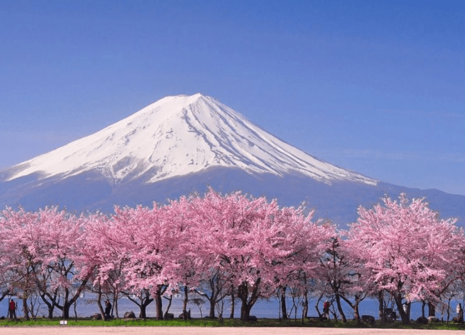 [Tour Nhật Bản CĐV tháng 3] Khám phá mùa hoa anh đào (20/03/2026)