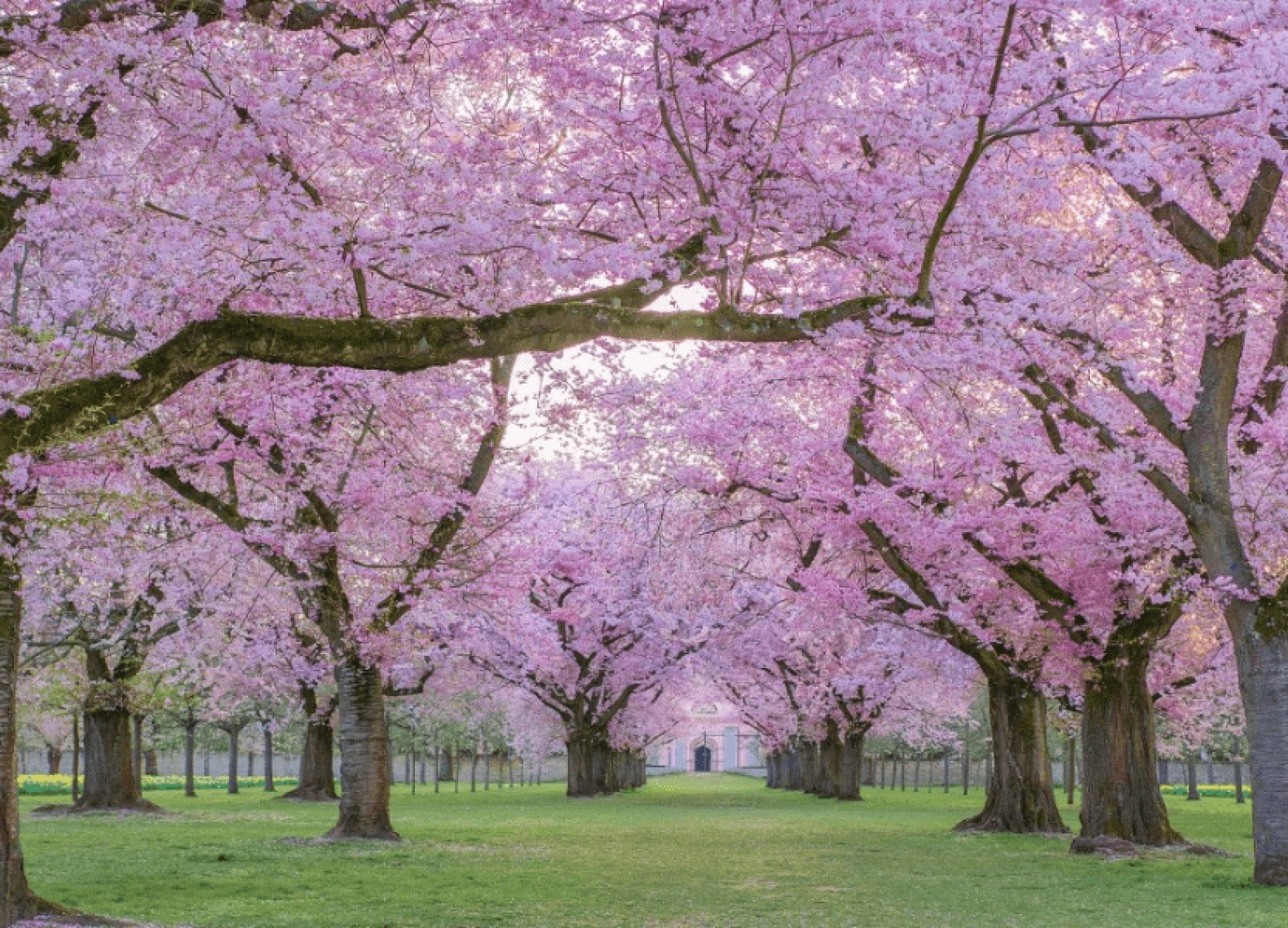 [Tour Canada liên tuyến tháng 4] Du ngoạn Đông Tây Canada mùa hoa anh đào (10/04/2026)