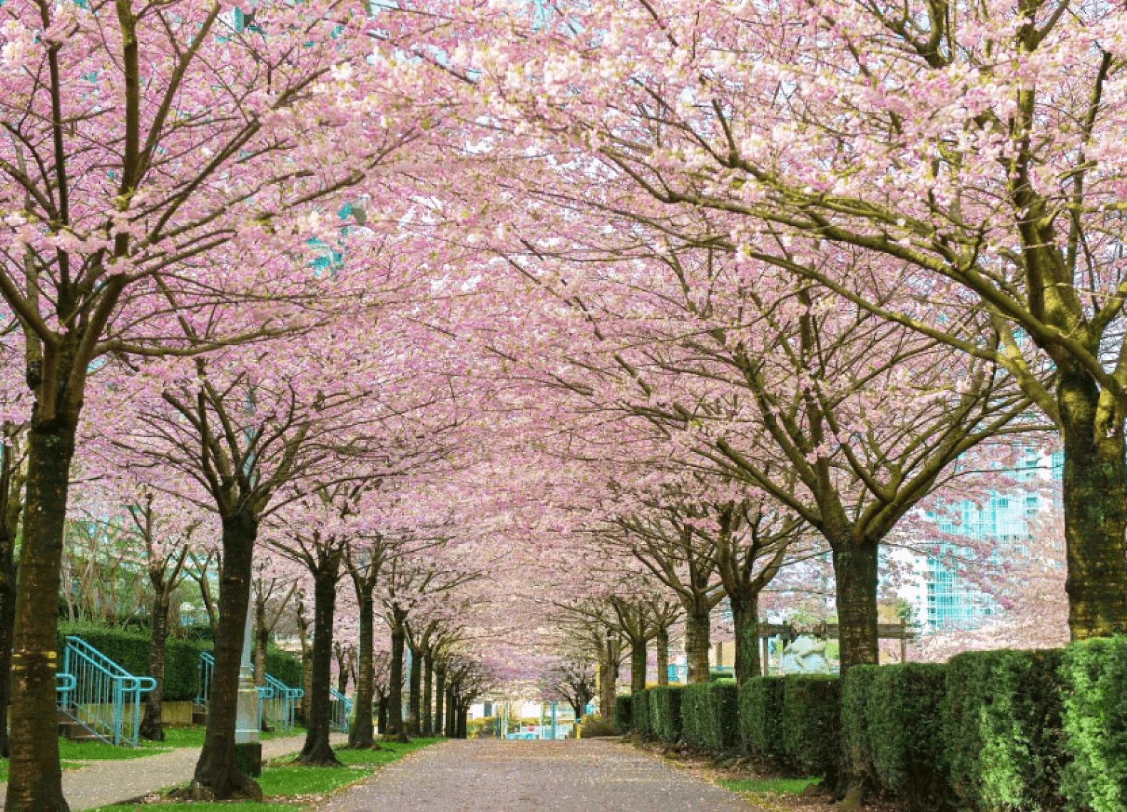 [Tour Canada liên tuyến tháng 4] Khám phá Đông Tây Canada mùa hoa anh đào (21/04/2026)