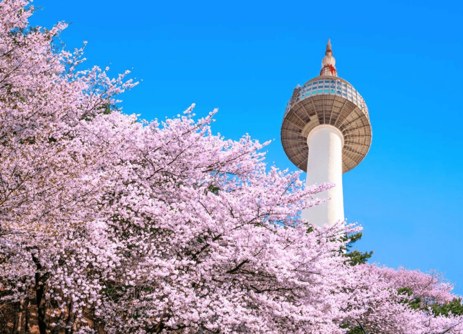 [Tour Hàn Quốc tháng 3] Ngắm hoa anh đào ở Yeouido (20/03/2026)
