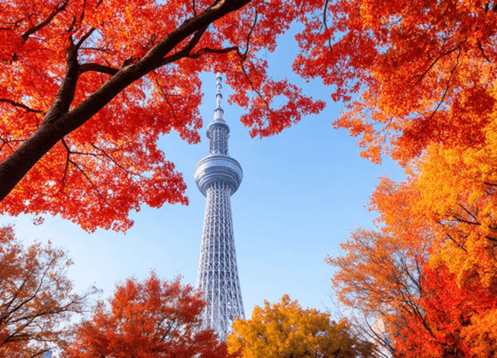 [Tour Nhật Bản CĐV tháng 12] Tokyo - Phú Sĩ - Nagoya - Kyoto - Osaka (03/12/2025)