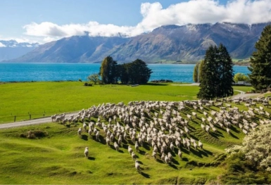 [Du lịch New Zealand tháng 8] Trải nghiệm Auckland - Taupo - Hamilton (20/08/2024)