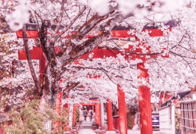 [Tour Nhật Bản CĐV tháng 3] Mùa hoa anh đào Osaka - Tokyo (28/03/2026)