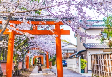 [Tour Nhật Bản CĐV tháng 4] Mùa hoa anh đào Osaka - Tokyo (02/04/2026)