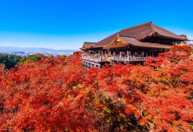 [Tour Nhật Bản CĐV tháng 10] Khám phá mùa lá đỏ (22/10/2025)