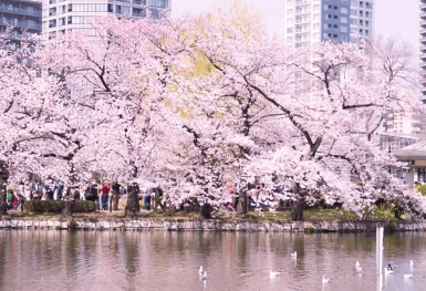 [Tour Nhật Bản CĐV tháng 3] Mùa hoa anh đào Osaka - Tokyo (31/03/2026)