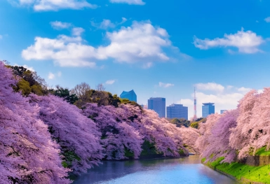 [Tour Nhật Bản CĐV tháng 4] Vi vu Nhật Bản mùa hoa anh đào (03/04/2026)