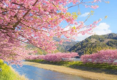 [Tour Nhật Bản CĐV tháng 3] Du ngoạn mùa hoa anh đào (28/03/2026)