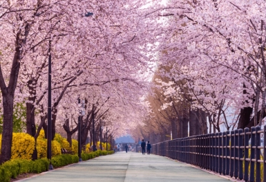 [Tour Hàn Quốc tháng 3] Ngắm hoa anh đào ở Yeouido (20/03/2026)