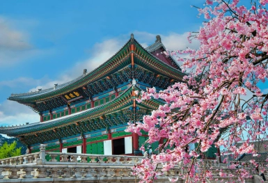 [Tour Hàn Quốc tháng 3] Trải nghiệm ngắm hoa anh đào ở Yeouido (20/03/2026)