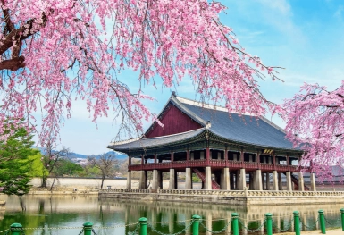 [Tour Hàn Quốc tháng 4] Ngắm hoa anh đào ở Yeouido (03/04/2026)