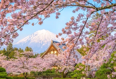 [Tour Nhật Bản CĐV tháng 4] Mùa hoa anh đào (03/04/2026)