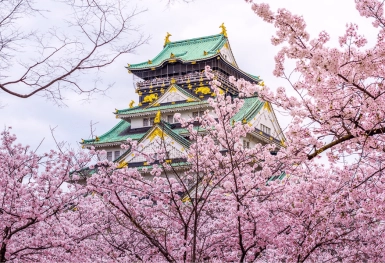 [Tour Nhật Bản CĐV tháng 3] Khám phá mùa hoa anh đào Osaka - Tokyo (20/03/2026)