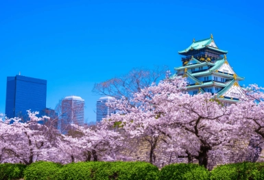 [Tour Nhật Bản CĐV tháng 3] Mùa hoa anh đào Osaka - Tokyo (28/03/2026)
