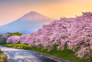 [Tour Nhật Bản CĐV tháng 3] Mùa hoa anh đào Osaka - Tokyo (29/03/2026)