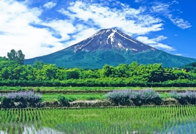 [Tour Nhật Bản CĐV tháng 7] Tham quan Tokyo - Phú Sĩ - Nagoya - Kyoto - Osaka (29/07/2025)