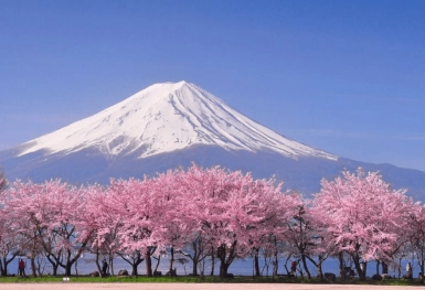 [Tour Nhật Bản CĐV tháng 3] Du ngoạn mùa hoa anh đào Osaka - Tokyo (28/03/2026)