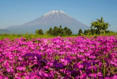 [Tour Nhật Bản CĐV tháng 9] Osaka - Kyoto - Nagoya - Phú Sĩ - Tokyo mùa hoa Cosmo (16/09/2025)