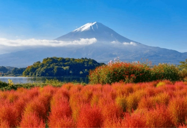 [Tour Nhật Bản CĐV tháng 10] Du lịch Osaka - Kyoto - Nagoya - Phú Sĩ - Tokyo mùa hoa Kokia (14/10/2025)