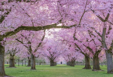 [Tour Canada liên tuyến tháng 4] Du ngoạn Đông Tây Canada mùa hoa anh đào (10/04/2026)